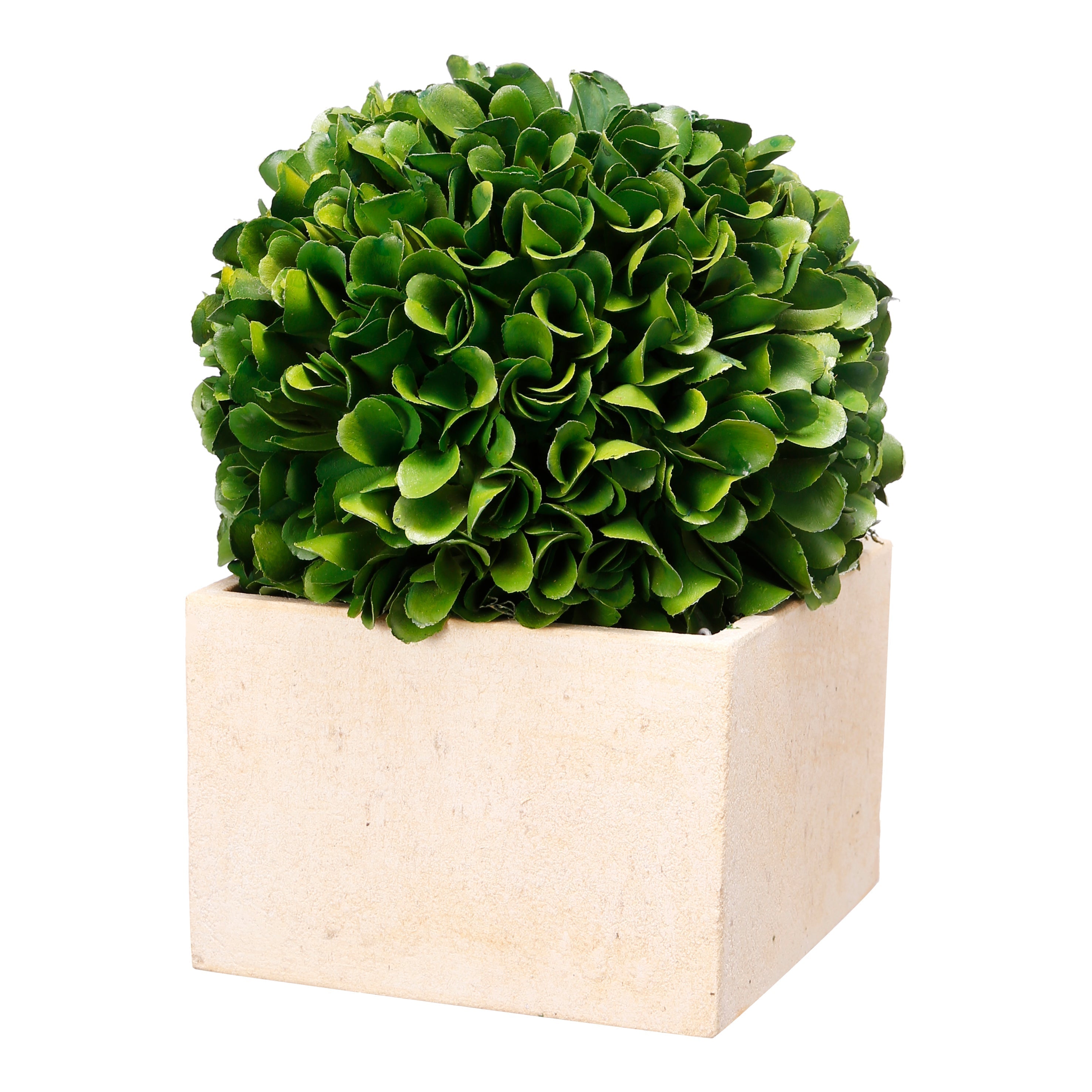 Boxwood Topiary, Medium